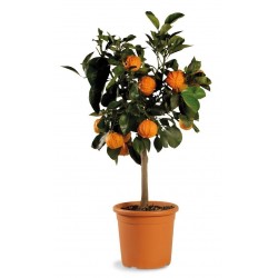Semi di KIKU-DAIDAI Arancio (Citrus canaliculata)