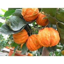 Graines de KIKU-DAIDAI Orange (Citrus Canaliculata)