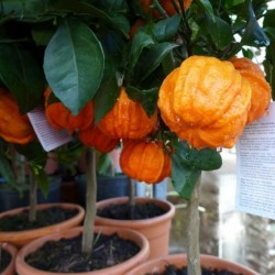 KIKU-DAIDAI Apelsin Fröer (Citrus canaliculata)