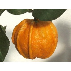 KIKU-DAIDAI Apelsin Fröer (Citrus canaliculata)