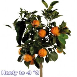 Semi di KIKU-DAIDAI Arancio (Citrus canaliculata)