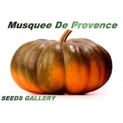 Musquee De Provence Pumpkin Seeds