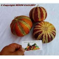 Seltene KAJARI Melone Samen