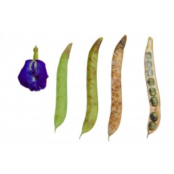 Κλιτόρια σπόρος (Clitoria ternatea)