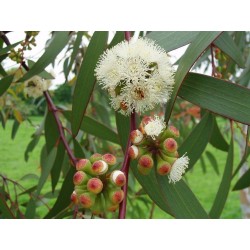 Snow Gum Eucalyptus Seeds - Hardy −23 °C