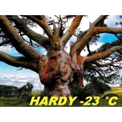 Snow Gum Eucalyptus Seeds - Hardy −23 °C
