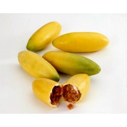 Banana Passion Fruit Samen - Curuba