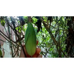 Banana Passion Fruit Samen - Curuba