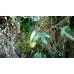 Curuba - Banana Passion Fruit Seme (Passiflora mollissima)