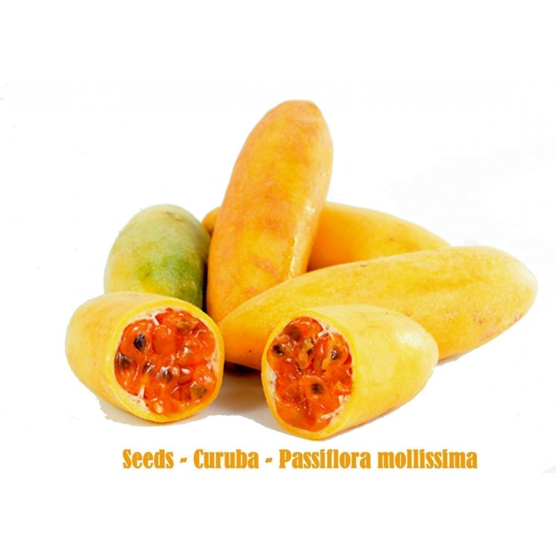 Curuba - Banana Passion Fruit Seme (Passiflora mollissima)