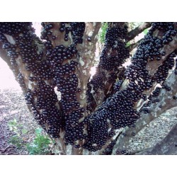 Semi di Jabuticaba frutta (Myrciaria cauliflora)