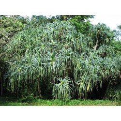 Schraubenbaum Samen (Pandanus tectorius)