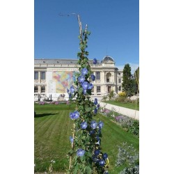 Himmelblaue Prunkwinde Samen (Ipomoea tricolor)