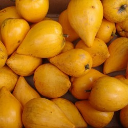 Σπόροι Φρούτα αυγών, Canistel, η κίτρινη Sapote