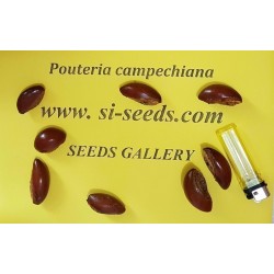 Canistel Samen (Pouteria campechiana)