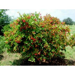 Semi di Karonda - frutta esotica (Carissa carandas)