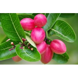 Σπόροι Karonda - εξωτικά φρούτο (Carissa carandas)