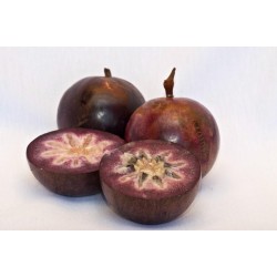 Sternapfelbaum - Star Apple Samen (Chrysophyllum cainito)