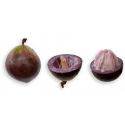 Sternapfelbaum - Star Apple Samen (Chrysophyllum cainito)