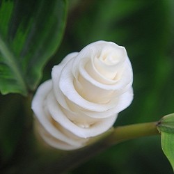 Semi di Fiore gelato (Calathea warscewiczii)