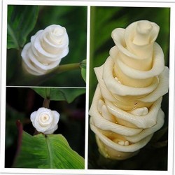 Prayer Plant, Ice Cream Flower Seeds (Calathea warscewiczii)