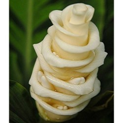 Sladoled Cvece - Kalateja Seme (Calathea warscewiczii)