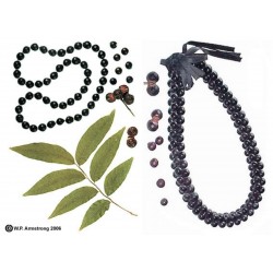 Wingleaf Soapberry Seeds (Sapindus saponaria)