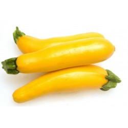 Gelbe Zucchini Samen SOLEIL