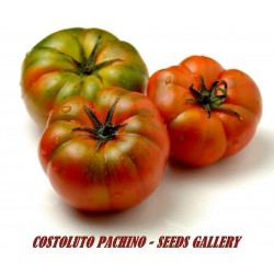 COSTOLUTO PACHINO Sic. Heirloom tomatfrön