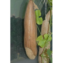 Luffa tvättsvampar Frön (Luffa aegyptiaca)