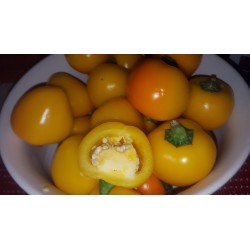 Zuti Slatki Chili Seme - Veliki Plodovi