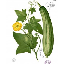 Σπόροι Λούφα (Luffa aegyptiaca)