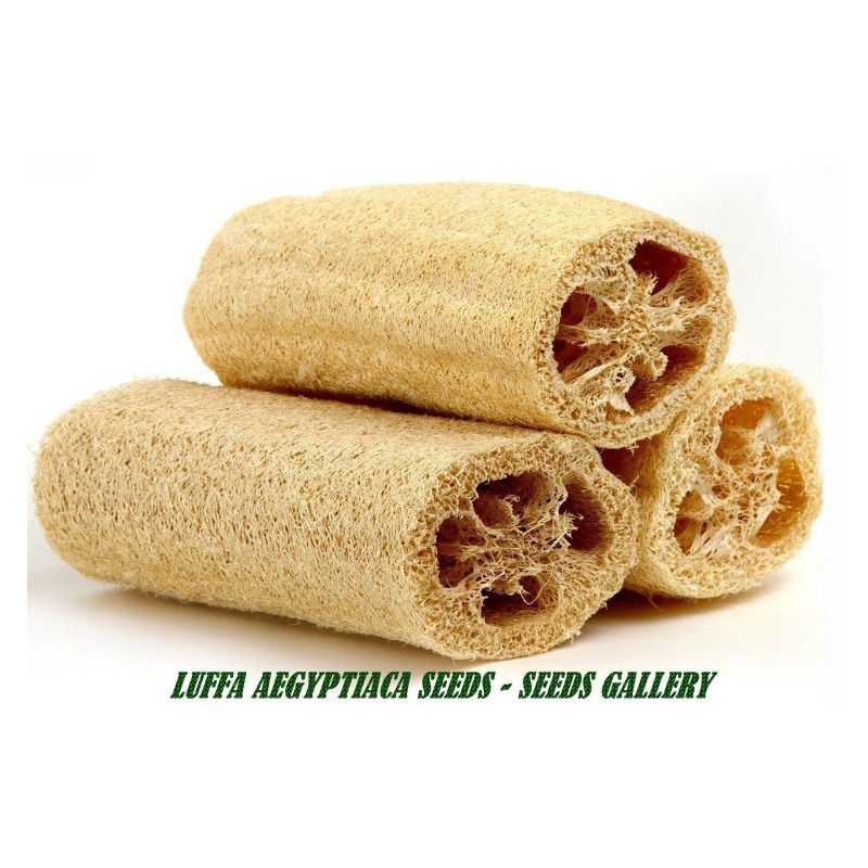 Echte Schwammgurke Samen (Luffa aegyptiaca)