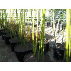 Madake, Giant Drveni Bambus Seme (Phyllostachys bambusoides)