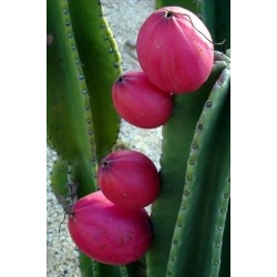 Graines de Cierge du Pérou (Cereus Peruvianus)