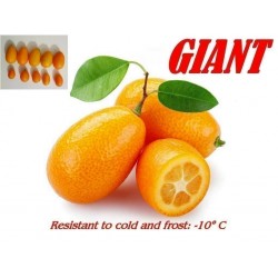 Semi di Kumquat GIGANTE o Mandarino Cinese GIGANTE