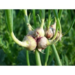 Luftzwiebel - Etagenzwiebel Samen - Tree Onion, Egyptian Onion (Allium proliferum)