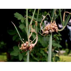 Egipatski hodajuci luk - Luk Drvo Seme (Allium proliferum)