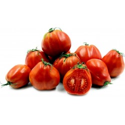 Semillas de tomate RED PEAR PIRIFORM