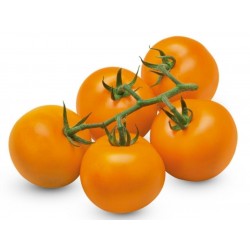 AURIGA Γερμανικά ντομάτας Σπόροι (Solanum lycopersicum)