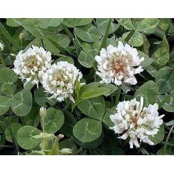 White Clover Seeds (Trifolium repens)