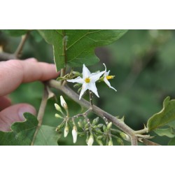 Türkenbeere - Pokastrauch Samen (Solanum torvum)