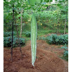 Semillas de CALABAZA DE LA SERPIENTE (Trichosanthes cucumerina)