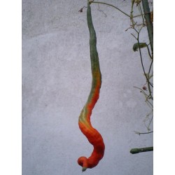 Graines de Courge Serpent - Patole (Trichosanthes Cucumerina)