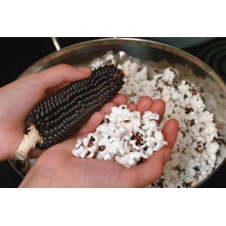 Schwarze Popcorn Mais Dakota Samen