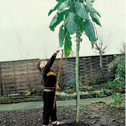 Jersey Kupus, Gigant – Drvo Kupus Seme (Brassica oleracea longata)