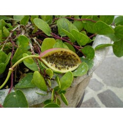 Echte Kapernstrauch Samen (Capparis spinosa)