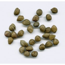 Kapar Seme – Jestiva i lekovita biljka (Capparis spinosa)