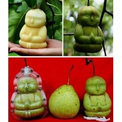 Molde de frutas en forma de Buda, pera, melón