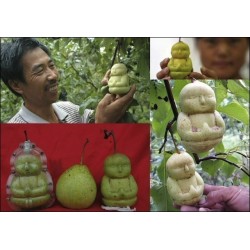 Molde de frutas en forma de Buda, pera, melón